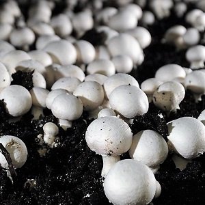 Button Mushroom Cultivation-min