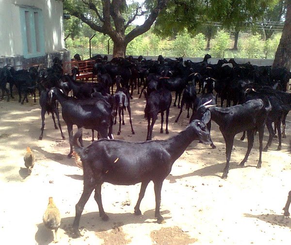 Commercial Goat Farming