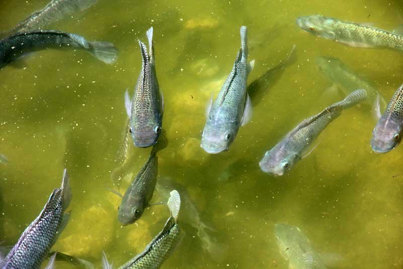 fish-farming-pond