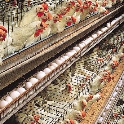 hens-egg-production-White-Leghorn-layer-house