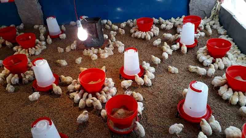 poultry-farming-in-india